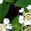 Viburnum trilobum 'Spring Red', flowers