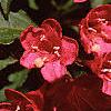 Weigela florida, flowers
