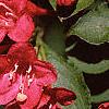 Weigela florida, flowers