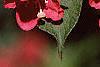Weigela florida, flowers