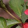 Weigela florida, flowers