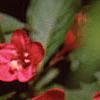 Weigela florida, flowers