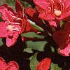 Weigela florida, flowers
