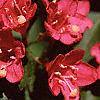 Weigela florida, flowers