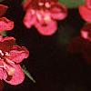 Weigela florida, flowers