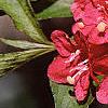 Weigela florida, flowers
