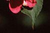 Weigela florida, flowers