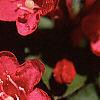 Weigela florida, flowers