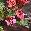 Weigela florida 'Bristol Ruby', flowers