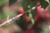 Weigela florida 'Bristol Ruby', flowers