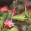 Weigela florida 'Bristol Ruby', flowers