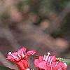 Weigela florida 'Bristol Ruby', flowers