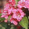 Weigela florida 'Bristol Ruby', flowers