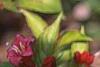 Weigela florida 'Bristol Ruby', flowers