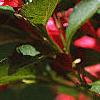 Weigela florida 'Red Prince', flowers