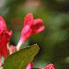 Weigela florida 'Red Prince', flowers