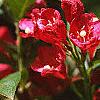 Weigela florida 'Red Prince', flowers