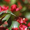 Weigela florida 'Red Prince', flowers