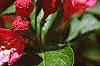 Weigela florida 'Red Prince', flowers