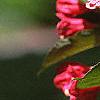 Weigela florida 'Red Prince', flowers