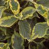 Weigela florida 'Rubigold', leaves