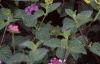 Weigela florida 'Rubigold', leaves