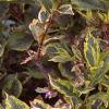 Weigela florida 'Rubigold', leaves