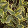 Weigela florida 'Rubigold', leaves