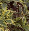 Weigela florida 'Rubigold', leaves