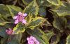 Weigela florida 'Rubigold', leaves