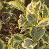 Weigela florida 'Rubigold', leaves