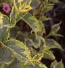 Weigela florida 'Rubigold', leaves
