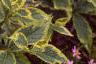 Weigela florida 'Rubigold', leaves