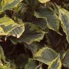 Weigela florida 'Rubigold', leaves