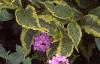Weigela florida 'Rubigold', leaves