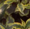 Weigela florida 'Rubigold', leaves