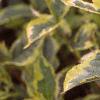 Weigela florida 'Rubigold', leaves