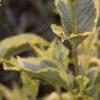 Weigela florida 'Rubigold', leaves