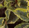 Weigela florida 'Rubigold', leaves