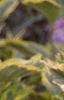 Weigela florida 'Rubigold', leaves
