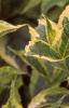 Weigela florida 'Rubigold', leaves