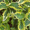 Weigela florida 'Rubigold', leaves