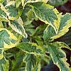 Weigela florida 'Rubigold', leaves