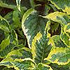 Weigela florida 'Rubigold', leaves