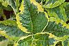 Weigela florida 'Rubigold', leaves