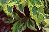 Weigela florida 'Rubigold', leaves