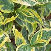 Weigela florida 'Rubigold', leaves
