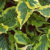 Weigela florida 'Rubigold', leaves