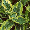 Weigela florida 'Rubigold', leaves