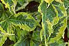 Weigela florida 'Rubigold', leaves
